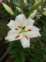 [5623 VH53 No02.JPG]